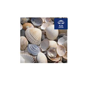 Coquillages de mer écologiques, propres et de haute qualité, parfaits pour le remplissage d'aquariums et la décoration murale - En solde - Product Image 1