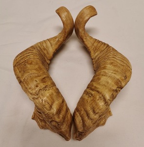 Par de Cuernos de Carnero Gigantes, Cuernos Naturales Crudos de Gran Tamaño para Decoración y Manualidades, Alta Calidad - Product Image 1