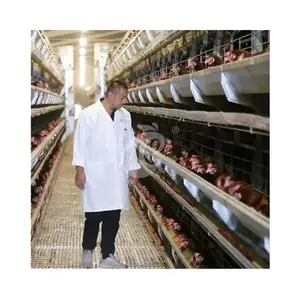 Vendite di gabbie di grandi dimensioni di nuova concezione In Senegal capannone per gabbie di pollo di grandi dimensioni con un ottimo prezzo