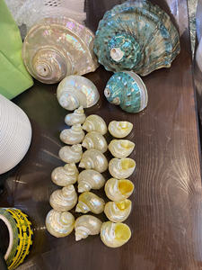 ACCENTS DÉCORATIFS POLIS SEASHELL POUR ACCESSOIRES DE MODE ET CADEAUX FAITS MAIN SOURCÉS DU VIETNAM - Product Image 4