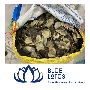[BEST SELLER] |   Matériau de coquille d'opercule de Murex de qualité supérieure pour l'extraction de parfum, l'encens, vente en gros, Vietnam, Lotus Bleu - Product Image 1