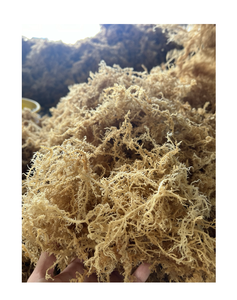 Alga Cottonii Seca de Grado de Exportación de Vietnam, Materia Prima para el Procesamiento de Carragenano, Suministro a Granel - Product Image 1