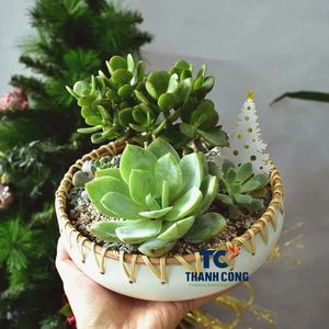 Cuenco de cáscara de bambú y coco con ratán para macetas, ligero, duradero, ecológico y desechable para uso en interiores y exteriores - Product Image 2