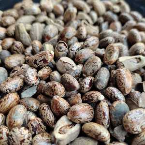 Haricots de ricin comestibles - Product Image 4