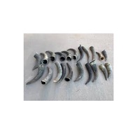 Cornes de buffle naturelles et pointes de corne sur mesure, cornes d'animaux brutes pour l'exportation