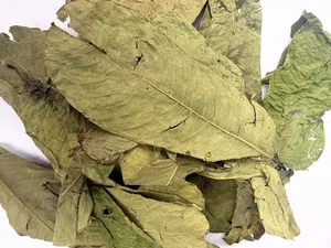 Senna Alata de Qualité Supérieure, Ingrédient Herbal Séché Premium pour Extraits Herbacés Ayurvédiques et Compléments Alimentaires - Product Image 5