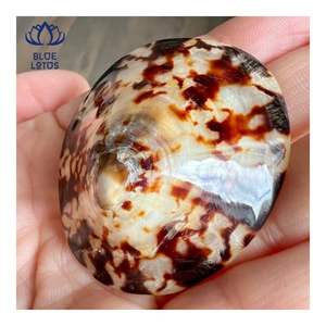 Concha de Limpet de Calidad Premium, Adecuada para Protección de la Piel y Uso Personal, Forma Pulida Suave para un Contacto Delicado - Product Image 3