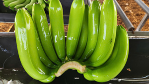 Plátanos Cavendish Verdes Frescos, Fruta Tropical Entera para Venta al por Menor y al por Mayor - Product Image 1