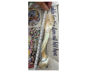 Premium Seashell Spoon Vietnam Factory - Natural Shell Spoon For Wedding <b>Table</b> And Event Styling - Product Image 3