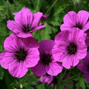 Geranium Essential Oil | <b>Bulk</b> Supplier Premium Essential Oil Wholesale OEM Private Label Manufacturer - Product Image 5