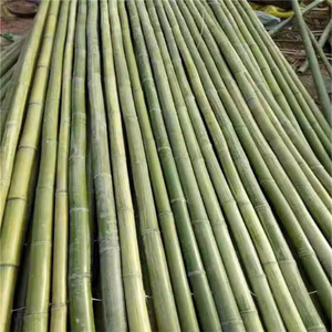 Varas de Bambú Secas de Vietnam, Estándar de Exportación, Estacas de Bambú de Alta Calidad, Sra. May - Product Image 1