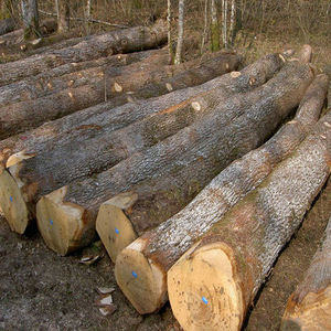 Troncos de Teca Africana a Precios Económicos, Madera Dura Redonda de la Mejor Calidad, 32m de Diámetro, Suministro a Granel desde Tanzania - Product Image 6