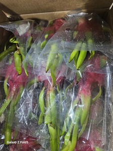 Fruta del Dragón Fresca de Vietnam – Dulce, Jugosa, Calidad Premium para el Mercado Mayorista de India - Product Image 5