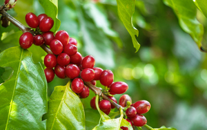 Producto popular Vietnamita Premium Robusta Café instantáneo Leche de coco Sabor Crema Azúcar Neutral Caja OEM Precio competitivo Vietnam - Product Image 6