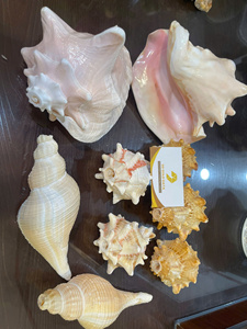 Natural Handmade Seashell Gift Craft Abalone Shell Conch Decorative Set Vietnam Wholesale Factory Supply Christmas Hanging Boat - Product Image 4