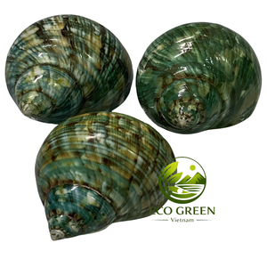 Coquilles Turbo Naturelles pour Crabes Ermites – Magnifiques Coquilles Polies de Remplacement pour Décoration d'Aquarium, Collection et Projets DIY - Product Image 3