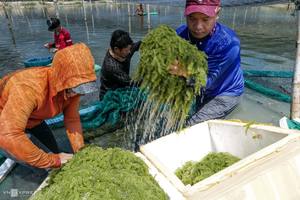 Uvas de mar verde de Vietnam-100% Uvas de mar naturales-Seamoss frescas de Vietnam-Uvas de mar tropicales frescas de alta calidad - Product Image 6