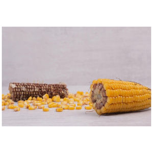 Granos de Maíz Natural Puro de Alta Calidad, Maíz Amarillo para Animales/Sin OMG, Bolsas Amarillas Canadá, Bolsas Blancas AD/Al Por Mayor/Personalizado - Product Image 4