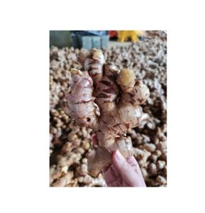 Venta al por mayor de jengibre fresco de calidad superior al mejor precio EXPORTACIÓN DE Vietnam en todo el mundo - Product Image 2