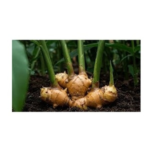 Extrait de racine de gingembre sauvage en poudre, 60% de gingérols, qualité alimentaire, complément alimentaire naturel à base de plantes, 5 kg, provenant d'Inde - Product Image 1