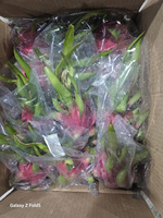 Verse Dragon Fruit uit Vietnam – Zoete smaak, exportkwaliteit voor India