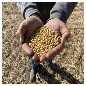 High Germination <b>Soybean</b> Seeds Certified Planting Seeds Agriculture Farming Crop Seeds Wholesale Bulk Supply Export Manufacturer - Product Image 5