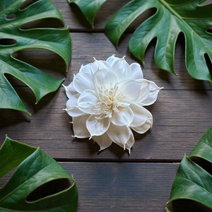 ดอกไม้โซล่าวู้ด VADEE SOLA WOOD FLOWER ทำมือ ดอกไม้โซล่าวู้ดสีงาช้าง ขนาด 8.5 ซม. ทำจากเส้นใยพืชเซสบานียา จากประเทศไทย - Product Image 4