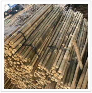 Varas de bambú natural seleccionadas a mano de Vietnam para cercas de jardín, paisajismo, estructuras exteriores y uso agrícola. - Product Image 1