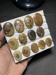Fossile d'ammonite naturelle, coquille d'ammonite polie, spécimen de fossile, pierre de collection, fabricant et fournisseur en gros - Product Image 4