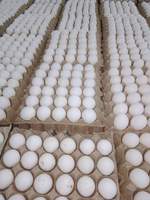 Œufs de poule frais de table/œufs de poule frais à couver à prix avantageux, œufs de poule frais de ferme