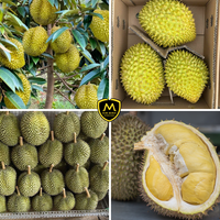 Premium hoogwaardige verse durian uit Vietnam - Kim Minh International merk, stabiele bulklevering voor wereldwijde importeurs