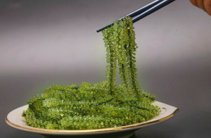 Uvas de Mar de Textura Crujiente |   Caviar Verde Salado Umibudo |   Algas Marinas Frescas 100% Naturales |   Mejor Precio para Venta al por Mayor - Product Image 3