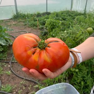 30FT X 120FT Stable Tunnel <b>Greenhouse</b> for Grow Tent 6 Mil Clear EVA <b>Plastic</b> Film Cold Frame Hand Crank Roll Peak Ceiling Roo - Product Image 5