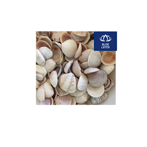 VALUE FOR <b>MONEY</b> <b>Safe</b> Clean Eco Seashell Fan Pure Plant Item Best For Personal Fanning And Party Prop Price - Product Image 1