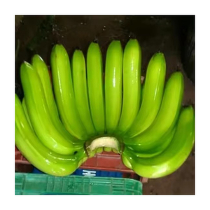 Plátano Cavendish Verde de Alta Calidad, Listo para Exportación, Producto Fresco para Suministro Comercial y Mercado Global - Product Image 1