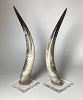 Meilleure pièce décorative en corne de taureau pour la décoration de table et de mur, longue corne de bœuf naturelle, corne de buffle pour la maison, fabriquée en Inde