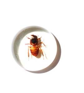 Cabujón de Plástico con Espécimen Real de Abeja, Redondo, 25x25 mm, Base Plana Transparente, para Manualidades y Joyería - Product Image 3