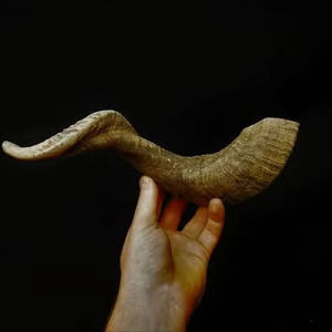Shofar en corne de buffle naturelle, poli, éco-responsable, pour la décoration des fêtes, conforme aux normes casher - Product Image 2