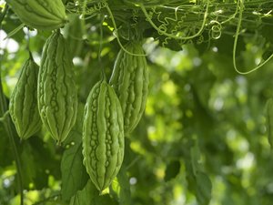 Extracto de Melón Amargo Orgánico Premium en Polvo, Hecho a Mano, Marca Viet Delta, Más Vendido - Product Image 4