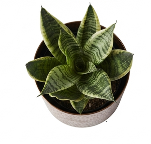 Macetas de cobre de calidad de exportación, hechas a medida, macetas artesanales para plantas de suelo, para el hogar y el jardín, suministradas por India. - Product Image 4