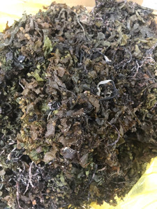 HOT 2024 POUDRE D'ALGUES SARGASSUM SÉCHÉES DE HAUTE QUALITÉ OU UTILISATION DE MATIÈRES PREMIÈRES POUR L'ALIMENTATION DES ANIMAUX - Product Image 5