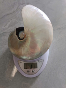Concha de Nautilus Brillante para Decoración de Interiores, Diseño de Acuarios y Suministros para Manualidades, con Distribución de Exportación - Product Image 3