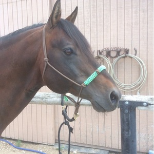 Cabestro de cuerda para caballo de gran venta con accesorios de herrajes, equipo de equitación australiano para exteriores - Product Image 1