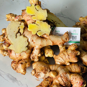 ขิงไฮบริดสดจากโรงงานเวียดนามผลิตภัณฑ์ทางการเกษตรราคาประหยัด + 84362512699 - Product Image 5