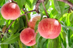 Precios Increíbles, Calidad Fantástica, Durazno Fresco Japonés, Sabor Exótico, Jugosidad, Aroma, Fruta Natural al por Mayor - Product Image 6