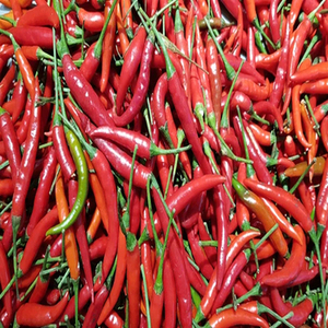 Chiles Rojos Enteros de la India de Grado de Exportación, de la Nueva Cosecha, para Importadores, Distribuidores y Fabricantes que Buscan Calidad - Product Image 6