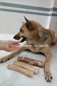 Bâtonnets à mâcher en bois pour chiens Jouets naturels pour animaux de compagnie pour mâcher, jouer et enrichir leur quotidien ECo2go Vietnam - Product Image 5