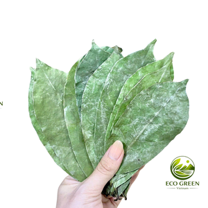 Feuilles de corossol séchées d'origine vietnamienne pour tisane, infusion de Graviola, feuilles de plantes naturelles, vente en gros, exportation - Product Image 1