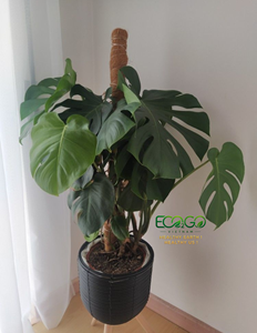 Poste de Musgo de Coco Natural – Soporte Ecológico para Plantas en Viveros, Centros de Jardinería y Plantas de Interior Eco2go Vietnam - Product Image 4