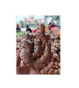 Raíz fibrosa entera de jengibre fresco utilizada en salsas y mezclas de condimentos cultivadas naturalmente en Vietnam - Product Image 3
